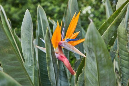 Foto de Strelitzia o ave del paraíso, flor que crece en un macizo de flores. - Imagen libre de derechos
