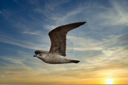 Photo for A Seagull fly in the beautiful sunset sky symbol of totally freedom . - Royalty Free Image