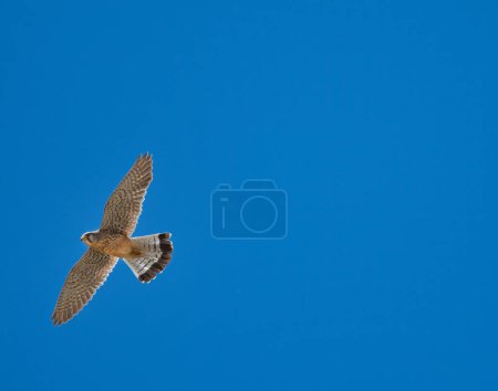 Téléchargez les photos : Un bel oiseau crécerelle vole haut dans le ciel bleu à la recherche d'une prière. Concept de nature. - en image libre de droit