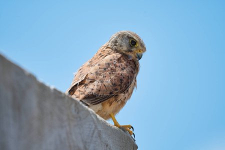 Photo for Kestrel bird watching some prey from the top of a wall - Royalty Free Image