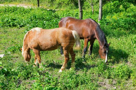 Photo for Two beautiful horses grazing on a green meadow, natural wildlife, animal concept. - Royalty Free Image