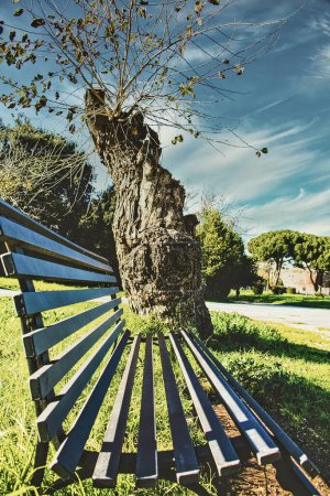 Photo for A Bench in a city park near trees on a sunny spring day.. - Royalty Free Image