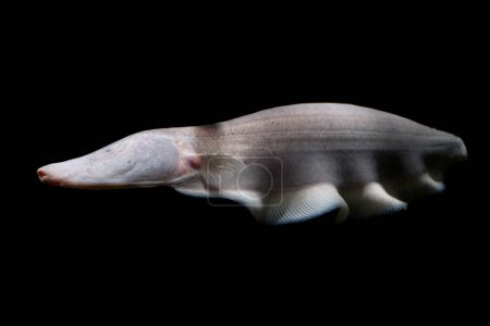 Deep water Knifefish - Hunting with electricityThe Bizarre and Electric White Tamandua Knifefish (Orthosternarchus tamandua) Native to the deep river of the Amazonas