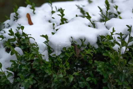 Green boxwood buxus hedge greenery covered in thick snow on a dull winter day