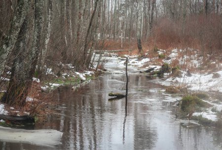 Small stream of water running in forest between birch trees and thawing ice banks on a warm dull winter day
