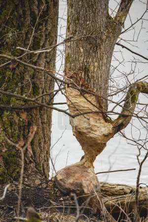 Photo for Beaver bitten tree trunk magically standing on a thin part of leftover wood during a dull gray day in nature near river - Royalty Free Image