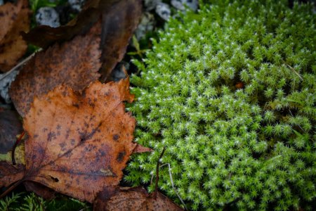 Téléchargez les photos : Mousse étoilée verte commune gros plan avec des feuilles d'érable d'automne brun tombées sur elle fond nature - en image libre de droit