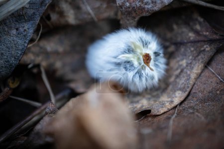 Foto de Hermoso capullo esponjoso sauce caído en el suelo del bosque cubierto de hojas secas marrones - Imagen libre de derechos