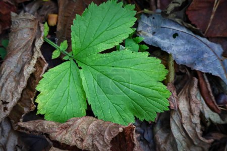 Photo for Big green avens leaf on autumn brown dry leafy background of the forest ground - Royalty Free Image