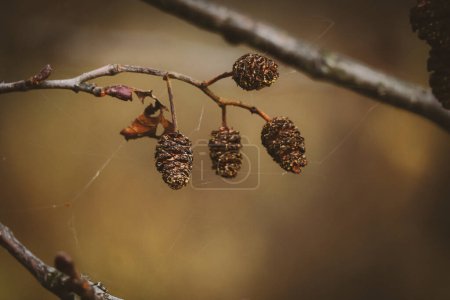 Photo for Bare branches with small cones on blurred sepia autumn background - Royalty Free Image