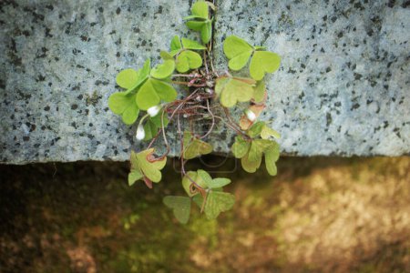 Photo for Wood sorrel white closed buds with clover like leaves growing between two granite blocks of stairs - Royalty Free Image