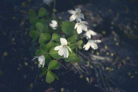 Photo for Mysterious wood sorrel blossoming white flowers on concrete floor in the park in dark shade top down view - Royalty Free Image