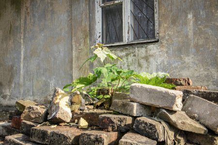 Téléchargez les photos : Un germe d'érable solitaire poussait parmi un tas de vieilles briques près de la vieille maison avec fenêtre et rideau tuile blanc - en image libre de droit