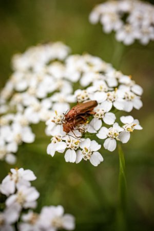 Téléchargez les photos : Deux coléoptères soldats rouges s'accouplent sur de minuscules fleurs blanches de panais de vache sur fond vert de bokeh de prairie - en image libre de droit