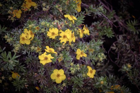 Téléchargez les photos : Potentilla fruticosa Goldfinger fleurs jaune vif sur fond vert foncé avec branches visibles - en image libre de droit
