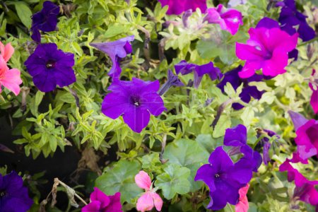 Purple and pink petunia flowers on yellowish green leaves deep background
