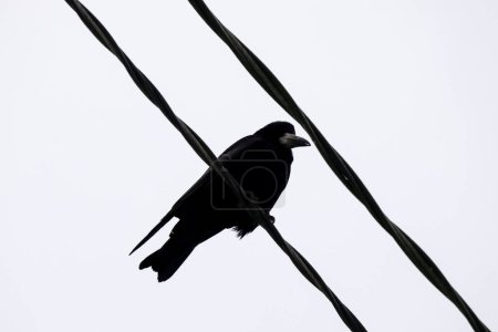 Stark negro dos cables de electricidad contra el cielo de invierno, con un cuervo majestuoso encaramado, creando una encantadora escena urbana vista de abajo hacia arriba