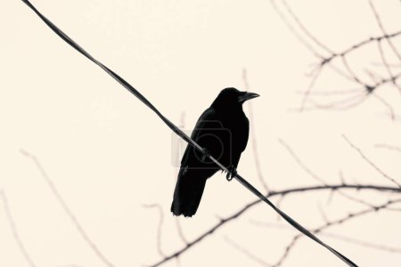 Des fils électriques noirs se dressent contre un ciel hivernal immaculé, avec un corbeau majestueux perché, créant une scène urbaine enchanteresse dans des tons sépia