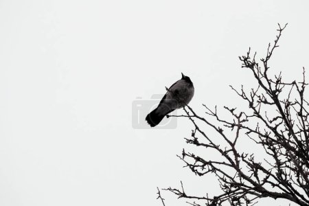 Des branches noires se dressent contre un ciel blanc d'hiver immaculé, avec un corbeau perché, créant une scène enchanteresse de beauté naturelle