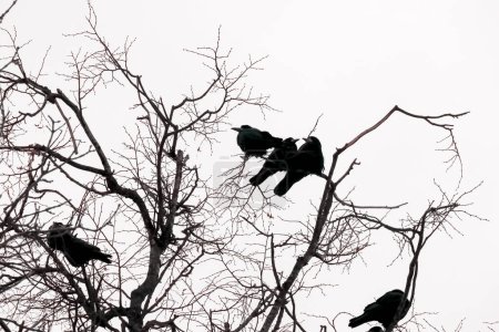 Ramas negras crudas contra el cielo blanco prístino del invierno, con una familia de cuervos encaramada, creando una escena encantadora de belleza y conexión de naturalezas