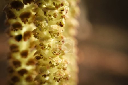 Téléchargez les photos : Gros plan des graines de bouleau sur le jour ensoleillé du printemps macro shot avec fond bokeh flou - en image libre de droit