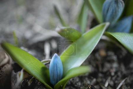 Gros plan bleu sauvage Scilla fleurs de chute de neige dans une forêt, beau fond de printemps extérieur gros plan