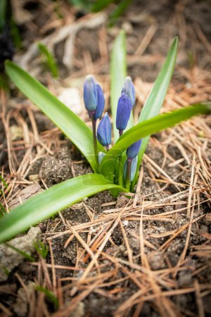 Nahaufnahme von vielen verpackten wilden blauen Scilla Schneeglöckchen Blumen in einem Wald, schöne Nahaufnahme im Freien Frühling Hintergrund