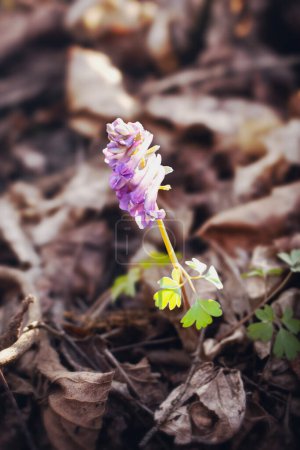 Une petite fleur pourpre fleurit sur une plante terrestre, émergeant du sol. Ce sous-arbuste herbacé ajoute une touche de couleur au paysage herbeux