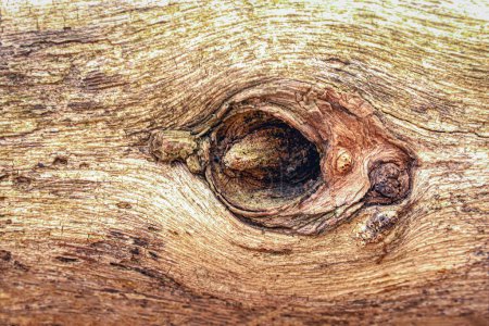 Téléchargez les photos : Tronc d'arbre avec un trou et fragment de branche visible dans ce fond naturel - en image libre de droit