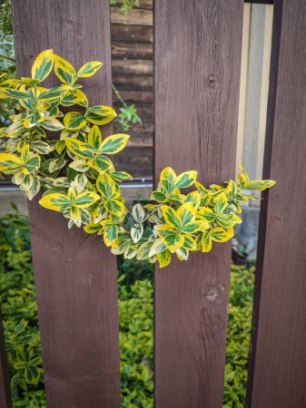 Green emerald gaiety fortunei plant sticking out of a brown wooden fence