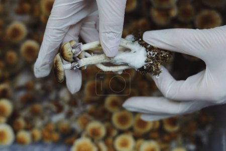 Téléchargez les photos : Micro-culture de champignons Psilocybe Cubensis. Mycélium de psilocybine champignons psychédéliques Professeur d'or, champignons magiques. mains en gants blancs, mise au point sélective. Le concept de microdosage. - en image libre de droit