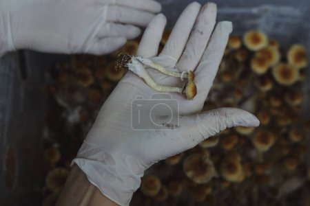 Micro-culture de champignons Psilocybe Cubensis. Mycélium de psilocybine champignons psychédéliques Professeur d'or, champignons magiques. mains en gants blancs, mise au point sélective. Le concept de microdosage.