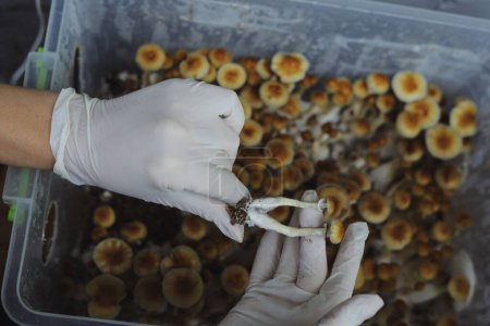 Micro-culture de champignons Psilocybe Cubensis. Mycélium de psilocybine champignons psychédéliques Professeur d'or, champignons magiques. mains en gants blancs, mise au point sélective. Le concept de microdosage.