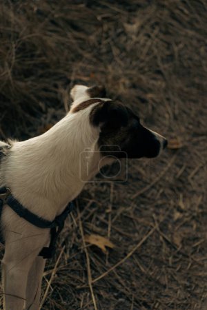 Porträt eines weißen glatthaarigen Fox Terrier Hundes. Ein süßer Hund auf dem Rasen geht im Wald auf trockenem Gras spazieren. Selektiver Fokus