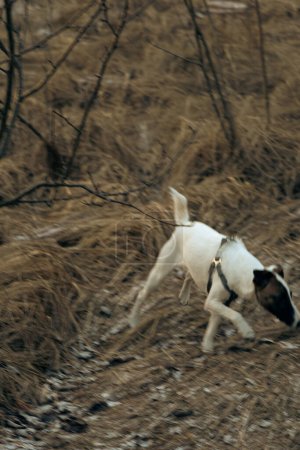 portrait d'un chien terrier renard blanc aux cheveux lisses. Un chien mignon sur la pelouse se promène dans la forêt sur l'herbe sèche. Concentration sélective