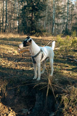 Porträt eines weißen glatthaarigen Fox Terrier Hundes. Ein süßer Hund auf dem Rasen geht im Wald auf trockenem Gras spazieren. Selektiver Fokus