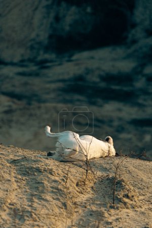 portrait d'un chien terrier renard blanc aux cheveux lisses. Un chien mignon se promène et joue dans les montagnes de sable par une journée d'hiver ensoleillée. Concentration sélective
