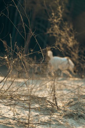 portrait of a white smooth-haired fox terrier dog. A cute dog is walking and playing in the sand mountains on a sunny winter day. Selective focus