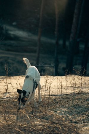 Porträt eines weißen glatthaarigen Fox Terrier Hundes. Ein süßer Hund geht an einem sonnigen Wintertag in den Sandbergen spazieren und spielt. Selektiver Fokus
