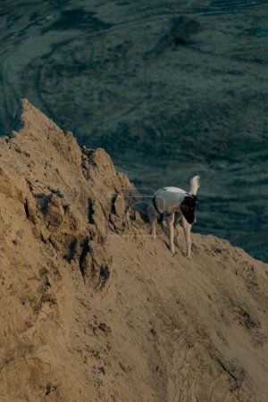 Porträt eines weißen glatthaarigen Fox Terrier Hundes. Ein süßer Hund geht an einem sonnigen Wintertag in den Sandbergen spazieren und spielt. Selektiver Fokus