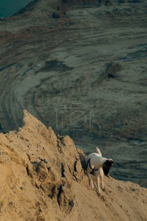 portrait of a white smooth-haired fox terrier dog. A cute dog is walking and playing in the sand mountains on a sunny winter day. Selective focus