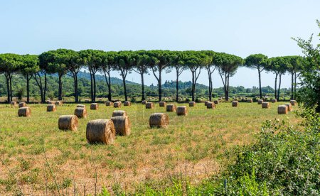 Photo for Typical tuscan landscape with pines and hay bales near Suvereto, in the Province of Livorno, Tuscany, Italy. - Royalty Free Image