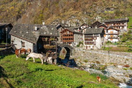 Photo for The beautiful village of Rassa, during fall season, in Valsesia (Sesia Valley). Province of Vercelli, Piedmont, Italy. - Royalty Free Image