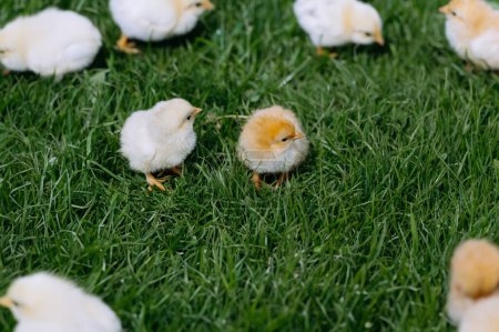 Téléchargez les photos : Des petits poussins éclos marchent dans l'herbe - en image libre de droit