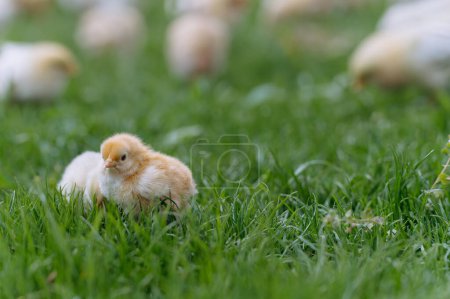 Foto de Primer plano de pollitas amarillas. hay muchos pollos en el fondo - Imagen libre de derechos