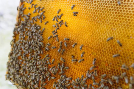 Téléchargez les photos : Gros plan des abeilles sur nid d'abeille dans le rucher - foyer sélectif, espace de copie - en image libre de droit