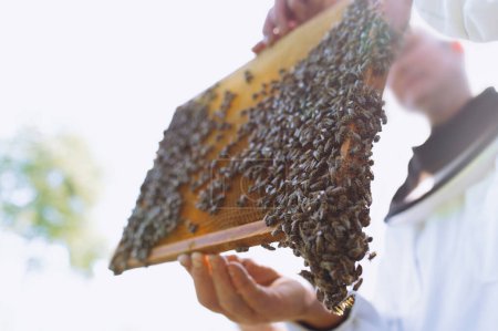 Téléchargez les photos : L'apiculteur tient une cellule à miel avec des abeilles dans ses mains. L'apiculture. Apiaire. Des abeilles en nid d'abeille. Les abeilles travaillent sur les peignes. miel et abeilles gros plan. - en image libre de droit