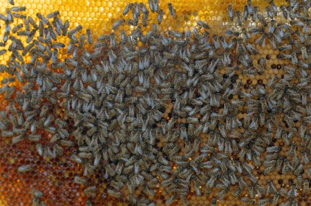 Téléchargez les photos : Gros plan des abeilles sur nid d'abeille dans le rucher - foyer sélectif, espace de copie - en image libre de droit