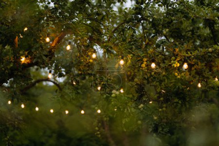 Foto de Luces decorativas de cuerda al aire libre colgadas en el árbol en el jardín por la noche - Imagen libre de derechos