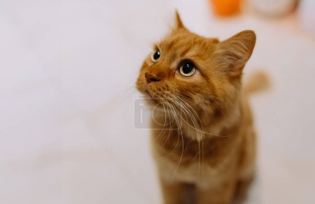 Foto de Un gato rojo pasea por el apartamento. gato rojo se relaja en el salón. mascota. Sospechosa mascota divertida mirando mientras disfruta del descanso en casa - Imagen libre de derechos